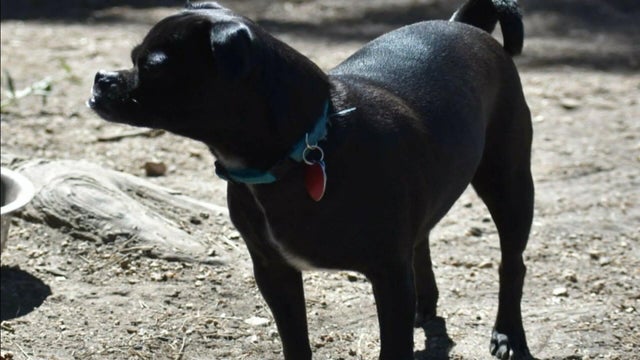 dog.jpg 