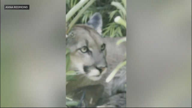 santa-monica-mountain-lion-sighting.jpg 