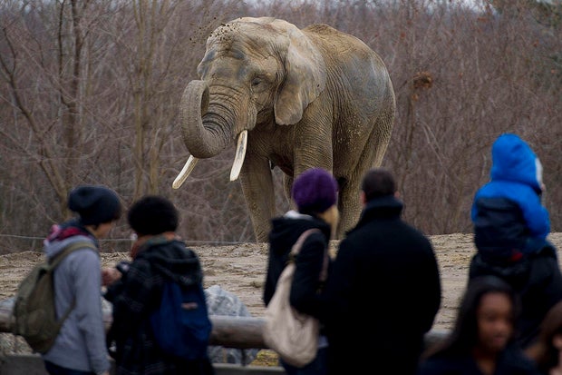 Toronto Zoo Elephants