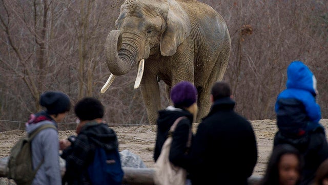 Toronto Zoo Elephants 