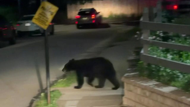 Black bear Worcester 