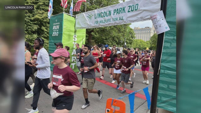 lp-zoo-run-1.jpg 