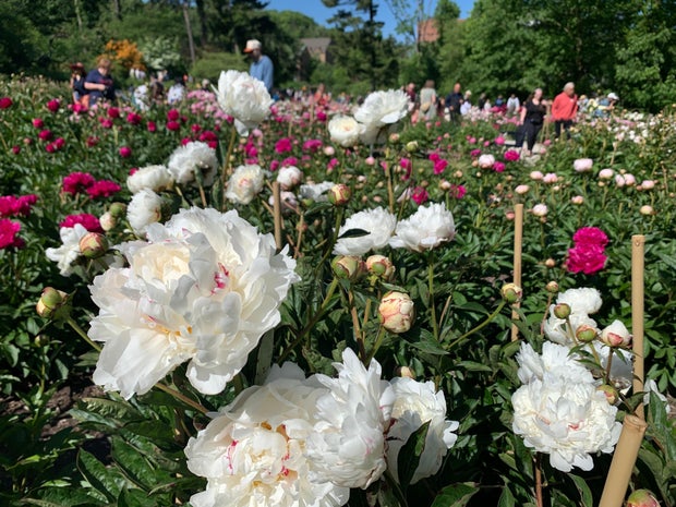 Peonies in Bloom 