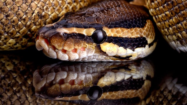 Royal Python, Python regius, partial view 