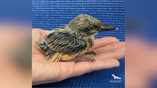 kdka-guam-kingfisher-3.png