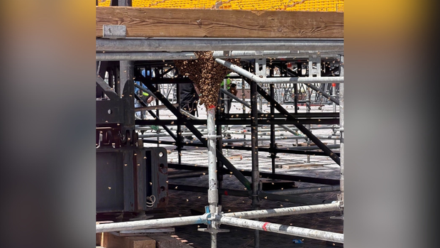 kdka-honeybees.png