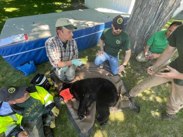 dnr-rescue-bear-photo.jpg