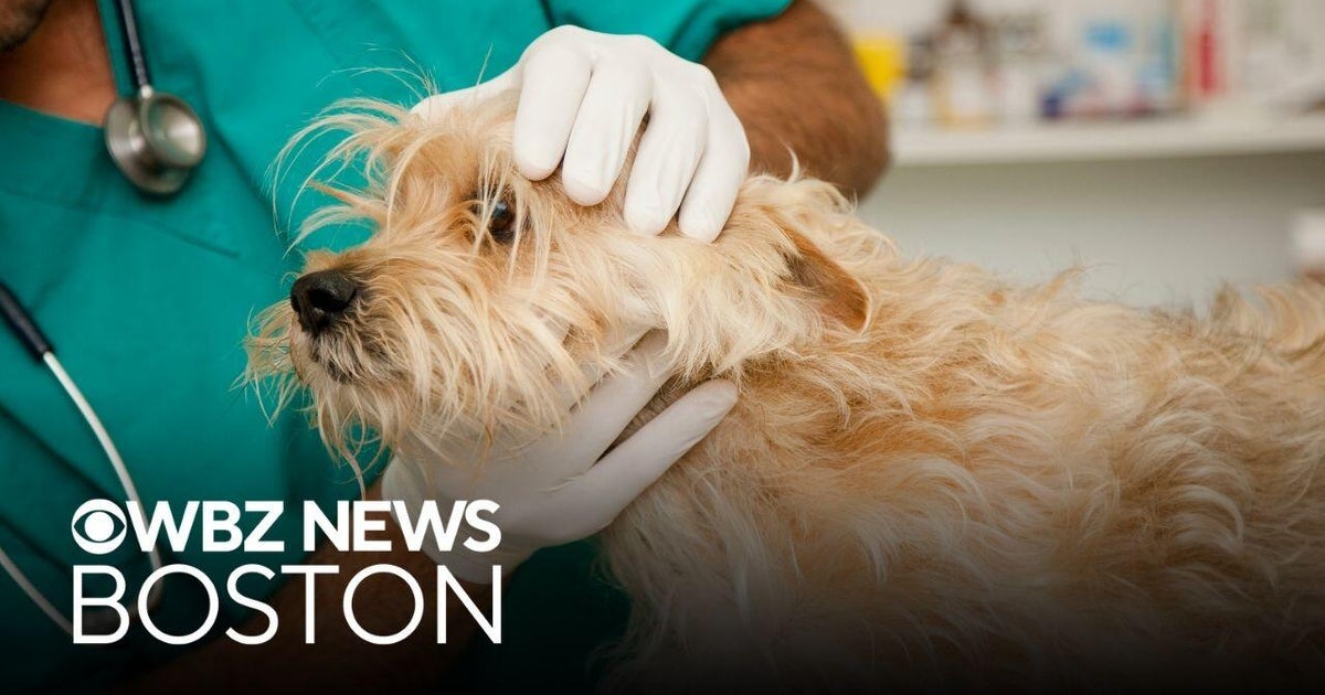 Millions of pets suffer from seasonal allergies. Here's how to treat their sympt...