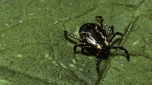 When did ticks become a problem in Minnesota?