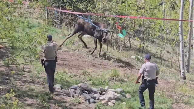 moose-encounter-10vo-frame-746.jpg 