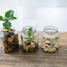 Green plants growing from the glass jars 