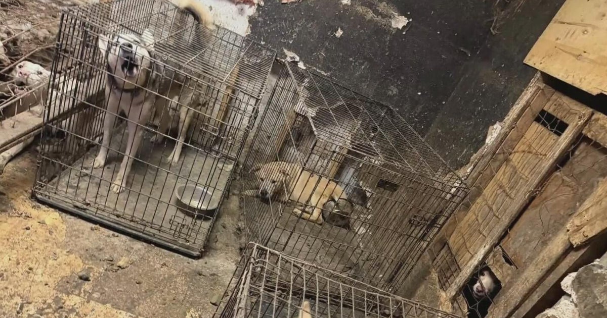 Over 60 dogs, cats rescued from deplorable conditions at home, police ...