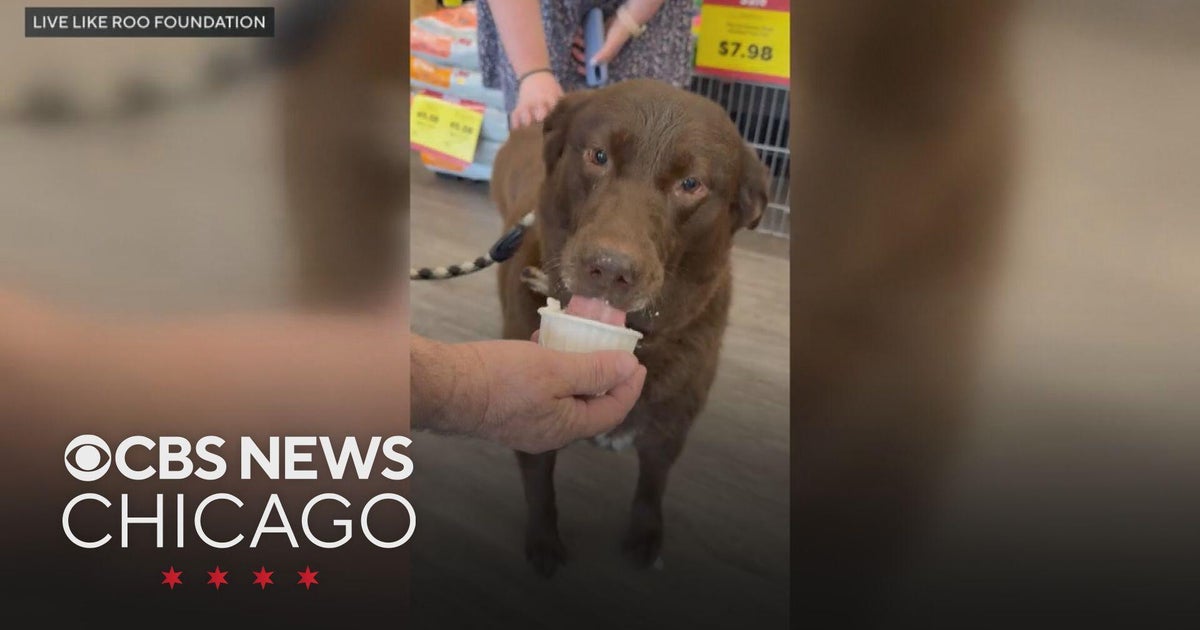 Pet Supplies Plus stores hold summer parties for Chicago pet group
