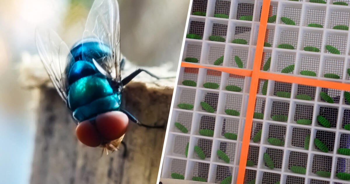 Flesh-eating screwworm sparks emergency action in Florida