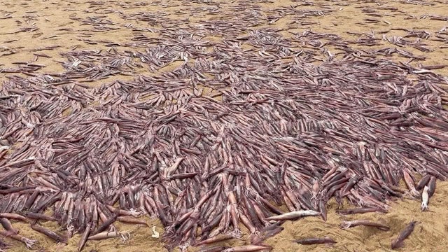 provincetown-squid.jpg 