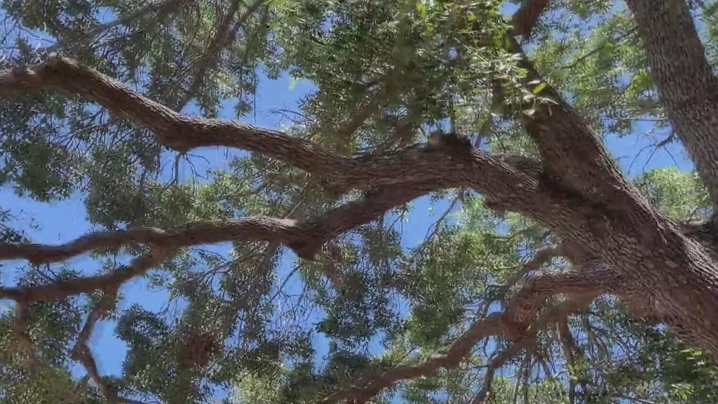 Miami officials pushing for stronger tree protections