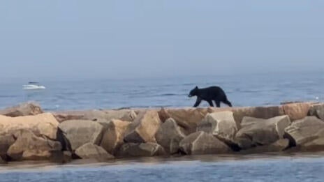 black-bear-nh.jpg 