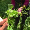 garlic-mustard.jpg 