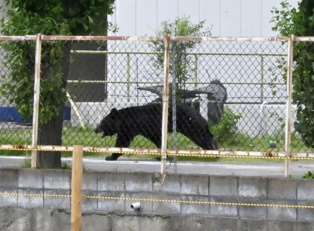 Japan Bear Attack