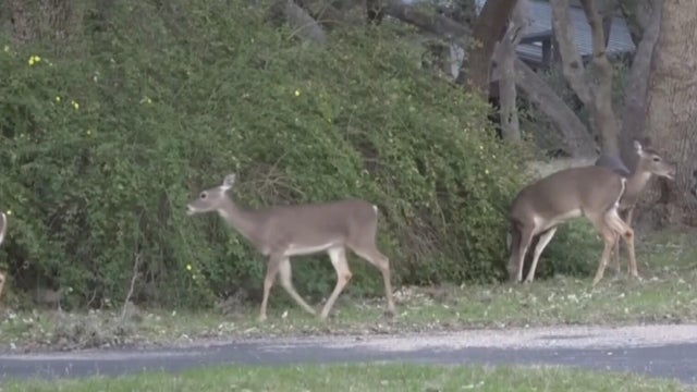 Officials consider options to reduce deer population in Metro Detroit city 