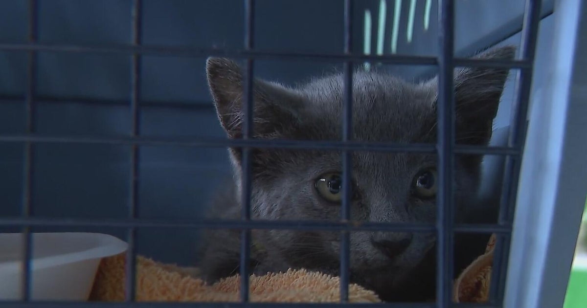 Power-line theft forces emergency evacuation at Houston Pets Alive