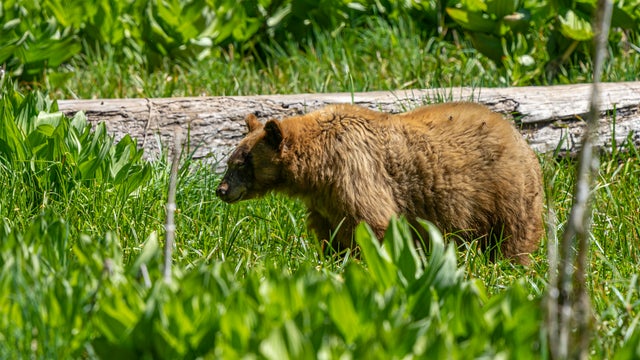 American black bear (Ursus americanus), Sequoia National Park, California, USA 