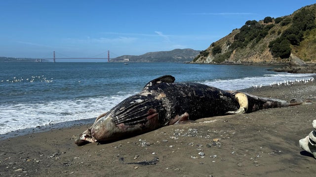 sf-pier-80-whale-061126.jpg 