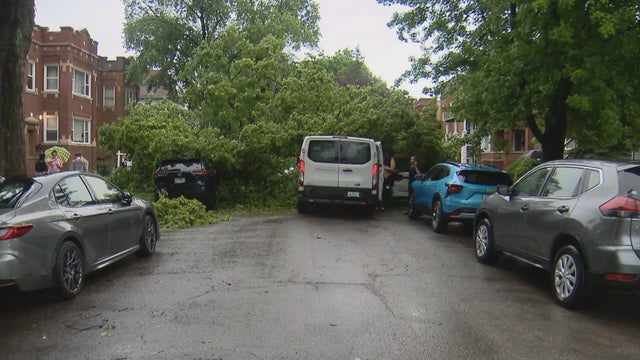 portage-park-tree.jpg 