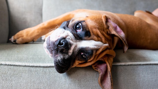 Boxer puppy relaxing on the sofa 