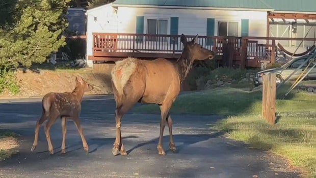Colorado Parks & Wildlife urges caution as female elk protect young in Estes Park