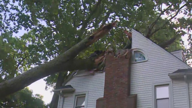 tree-damage-dearborn-slider.jpg 