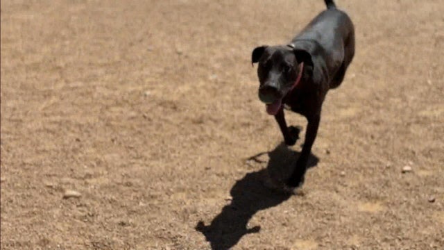 dog.jpg 