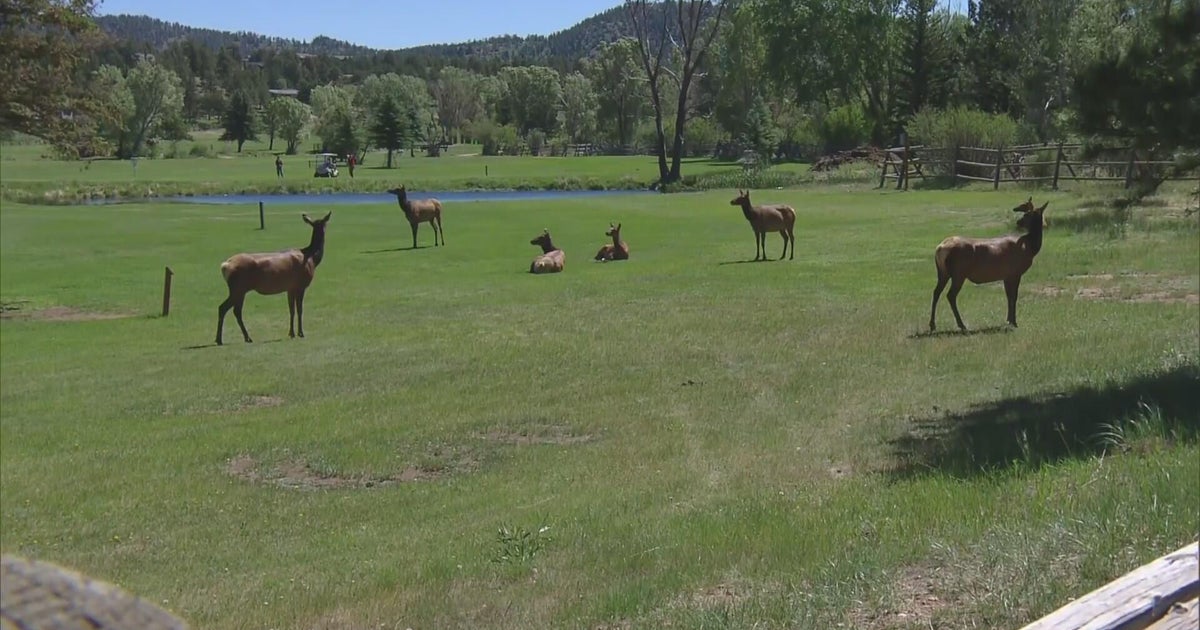 Colorado Parks & Wildlife urges caution as female elk protect young in Estes Park