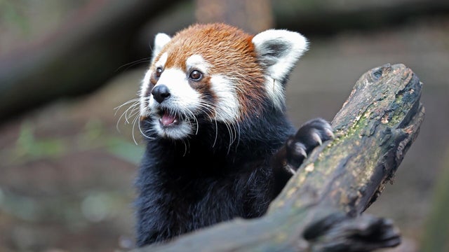 Nashville Zoo Red Panda Named Mei Lee In Honor Of Disney + Pixar's "Turning Red" 
