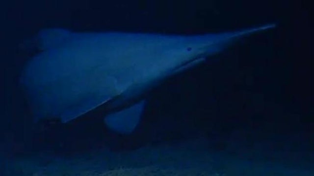 goblin-shark.jpg 