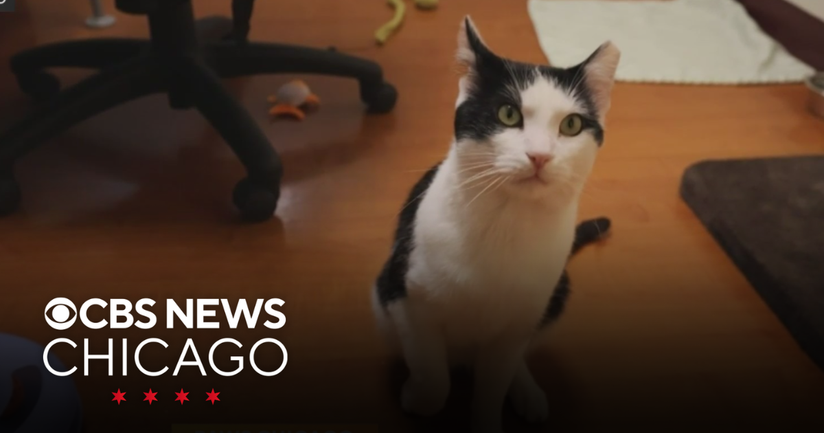 Meet the PAWS Pet of the Week
