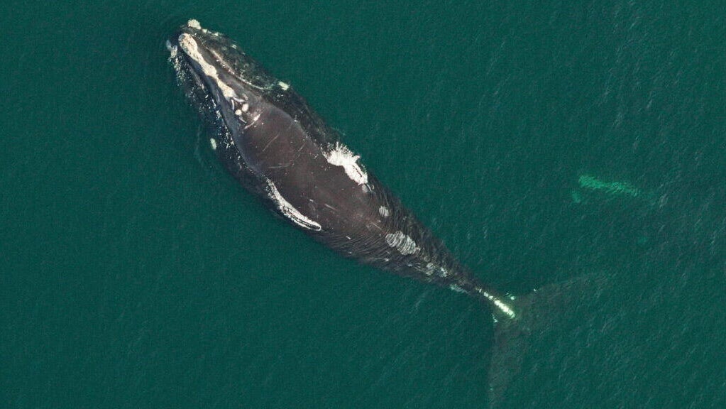 Endangered whale recently seen off Cape Cod may need rescue after ...