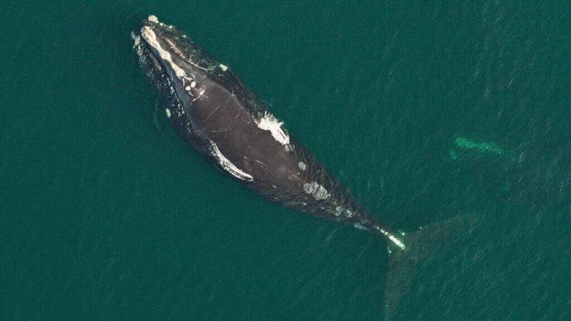 new-whale.jpg 