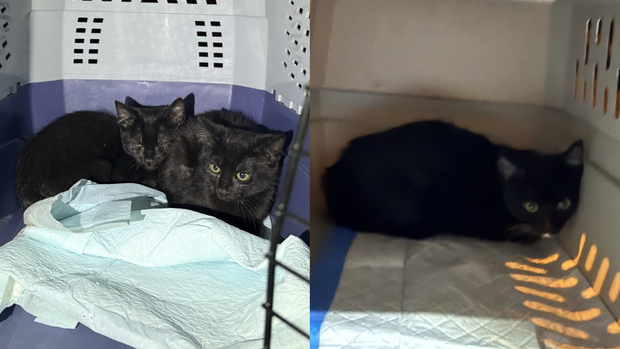 kittens-rescued-aurora-house-fire.png
