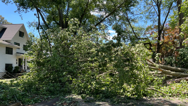 tree-down.png 