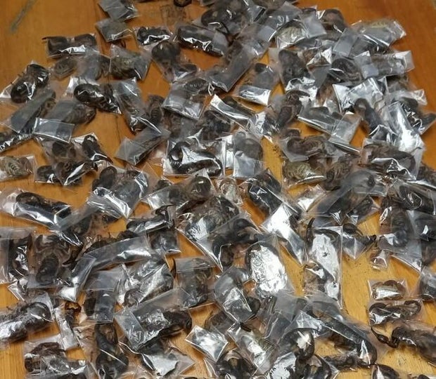 Man caught with 150 live venomous scorpions at airport