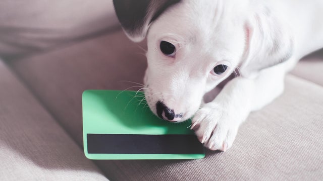 Small puppy dog , jack russell with credit card 