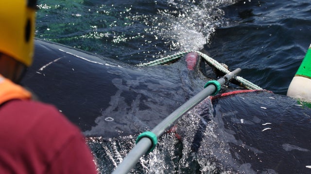 humpback-freed.jpg 