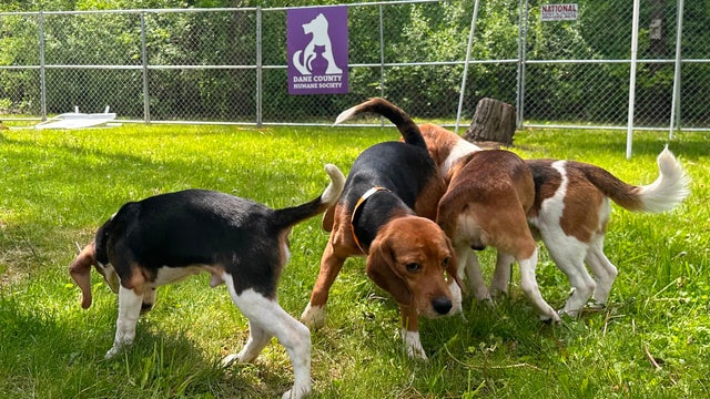 Animal Welfare Protest Wisconsin 