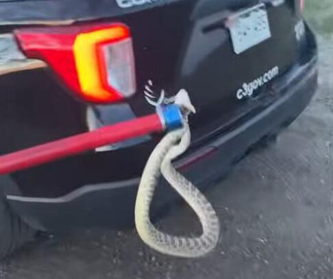 commercecityrattlesnake.jpg