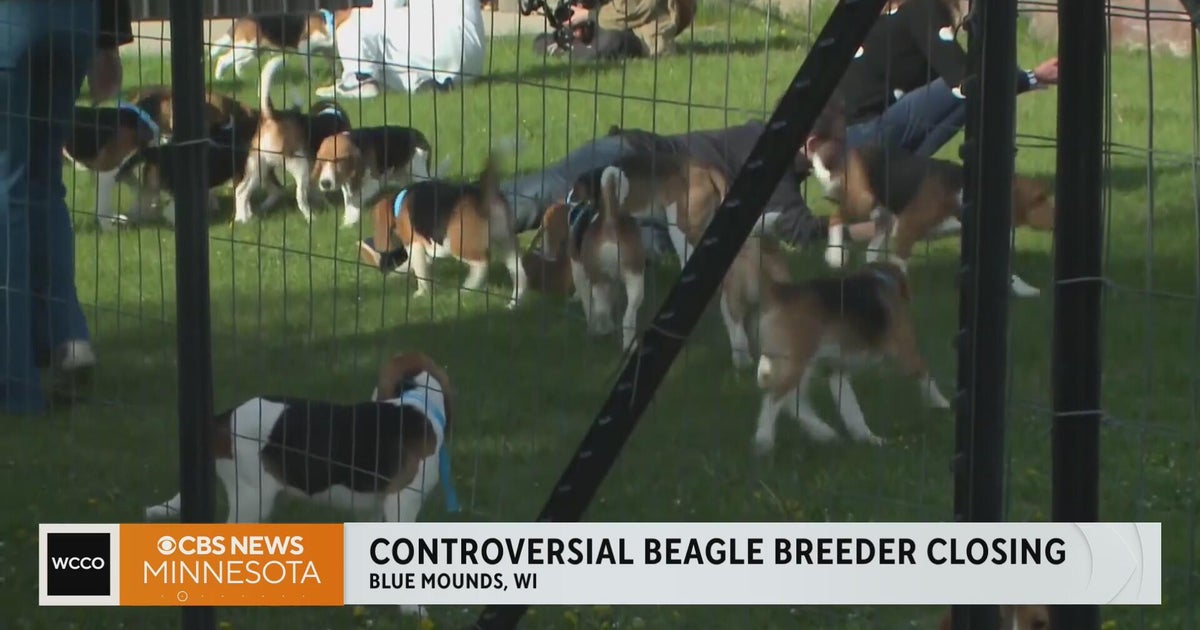 Wisconsin beagle breeder Ridglan Farms closing down amid controversy