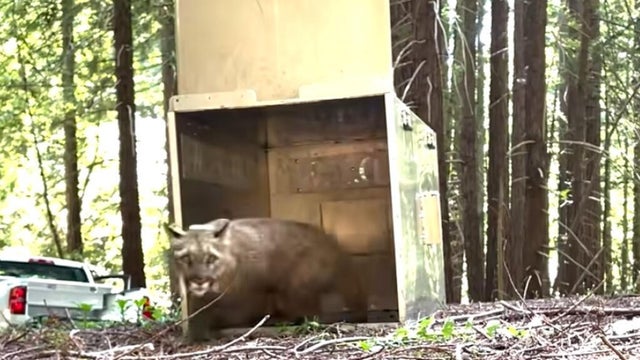 mountain-lion-released.jpg 