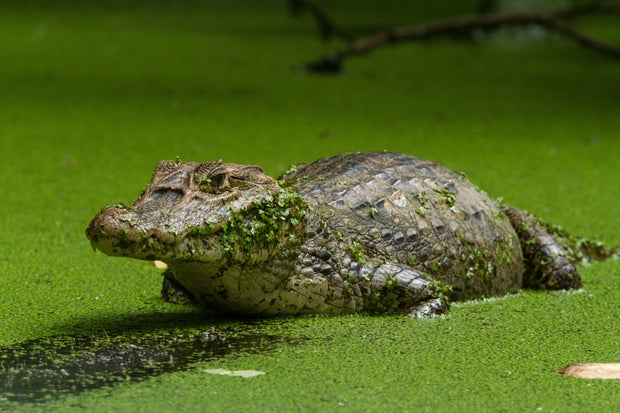 Spectacled Caiman
