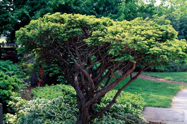 Yew (Taxus cuspidata) 