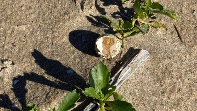 piping-plover-egg.jpg 